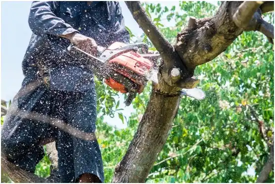 tree services Murrells Inlet